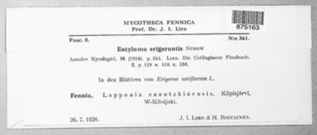 Entyloma erigerontis image